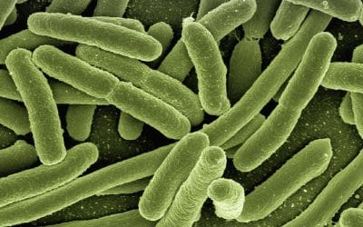 koli-bacteria-123081_1920-400x250 WW